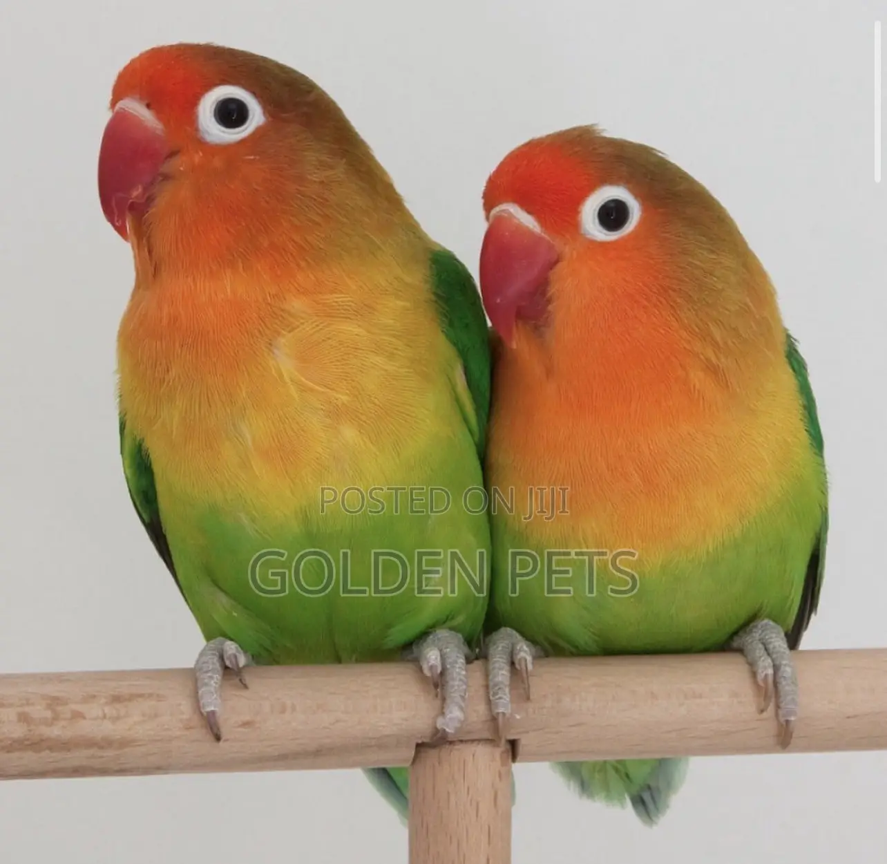 Lovebirds,budgies Cockatiels