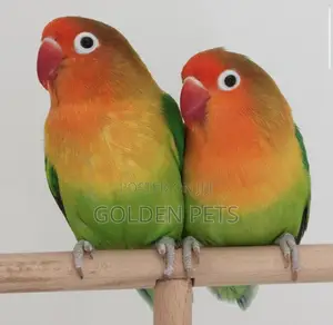 Lovebirds,budgies Cockatiels