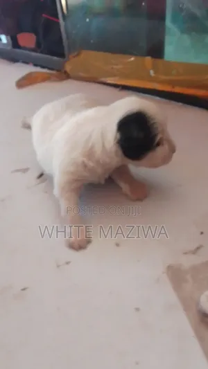 0-1 month Male Mixed Breed Jack Russell Terrier