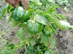 Naivasha Karai Nyodia Prime 1.5 Acres Ideal for Town Houses or Hotel