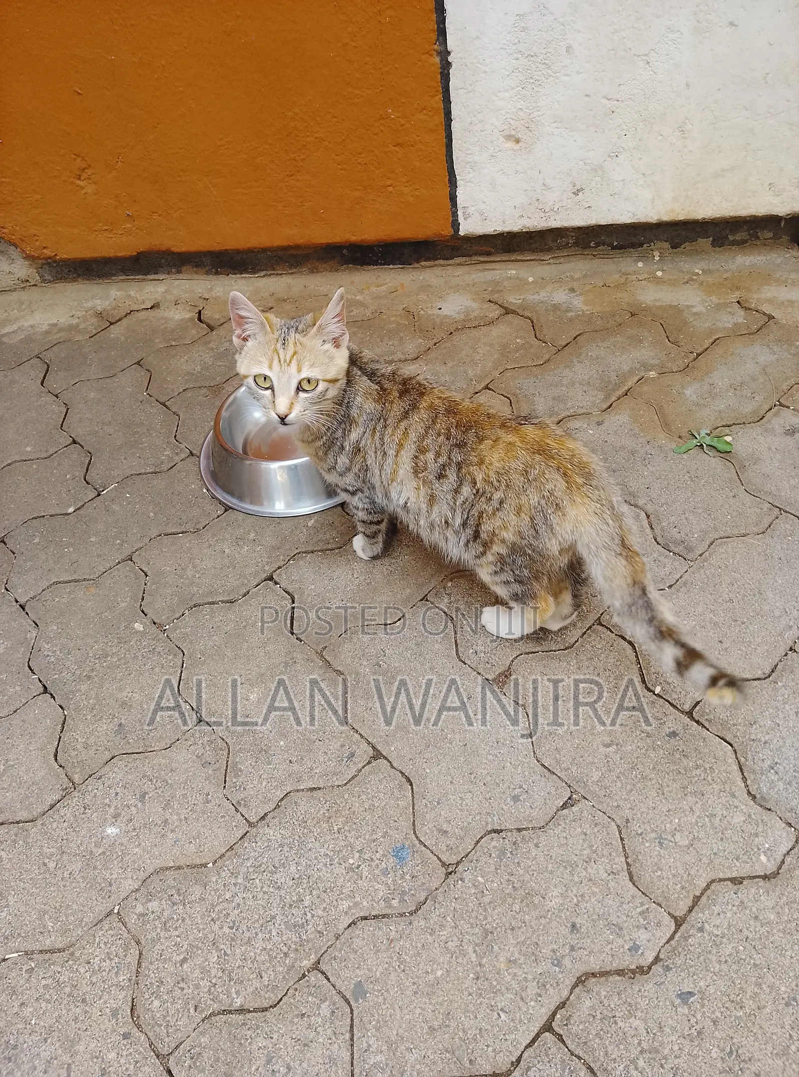 6-12 months Female Mixed Breed Tabby