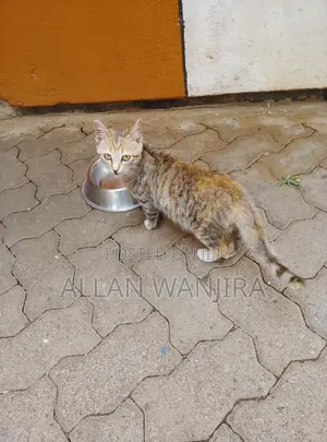 6-12 months Female Mixed Breed Tabby