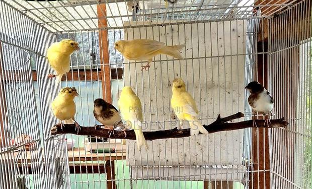 Canaries Yellows - main view