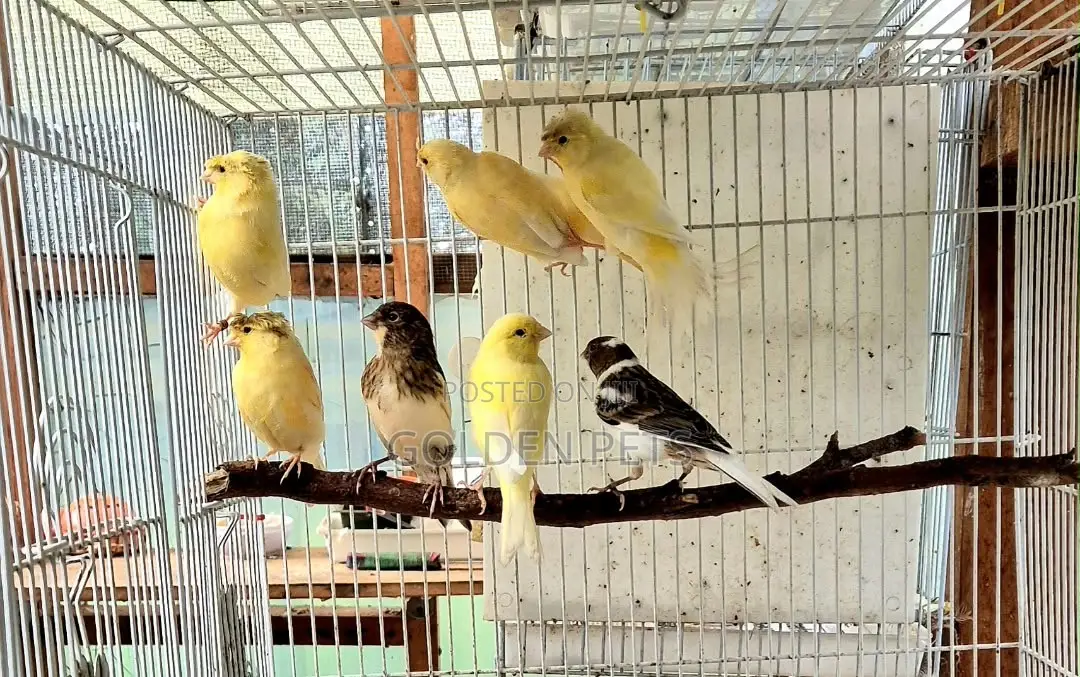 Canary Birds