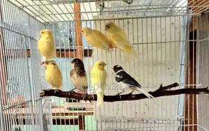 Canary Birds