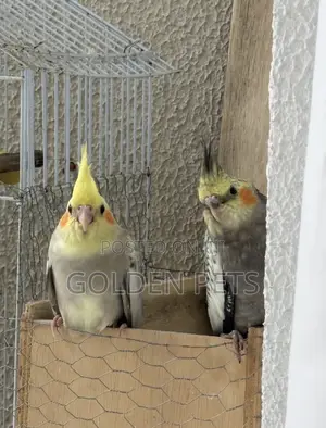 Cockatiels Available