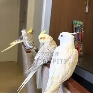 Cockatiel Parrots
