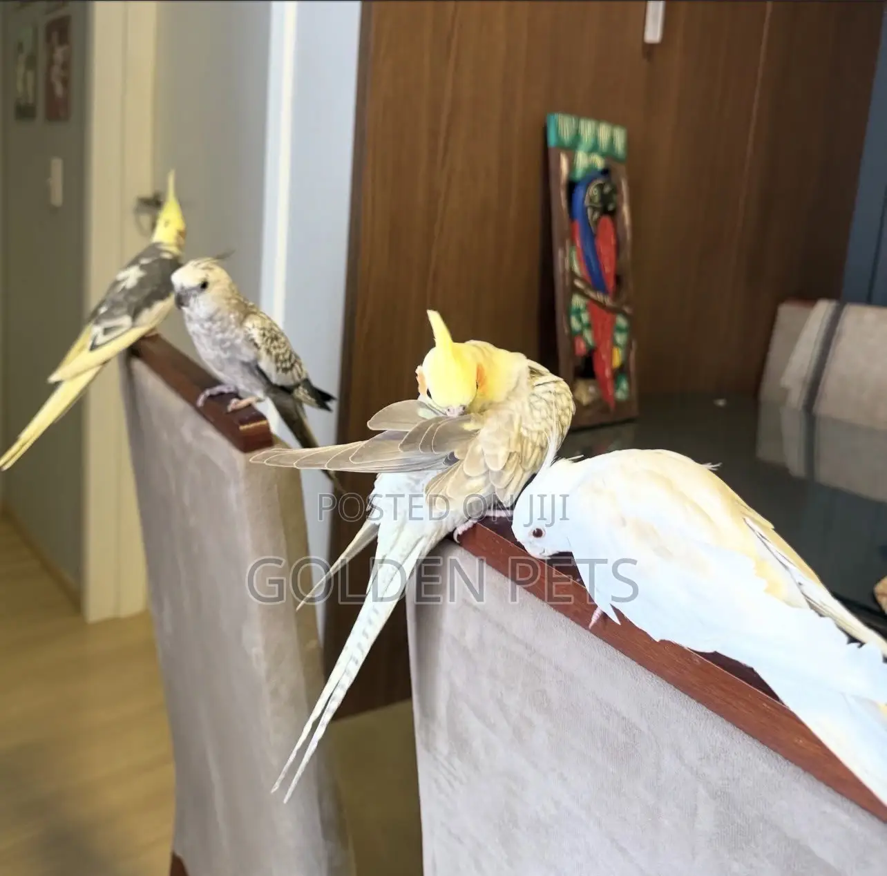 Cockatiels Talking Parrots
