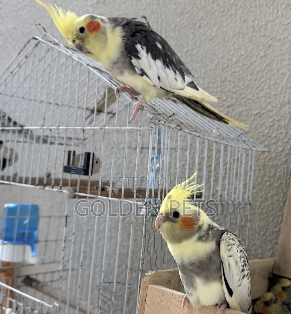 Cockatiels Birds
