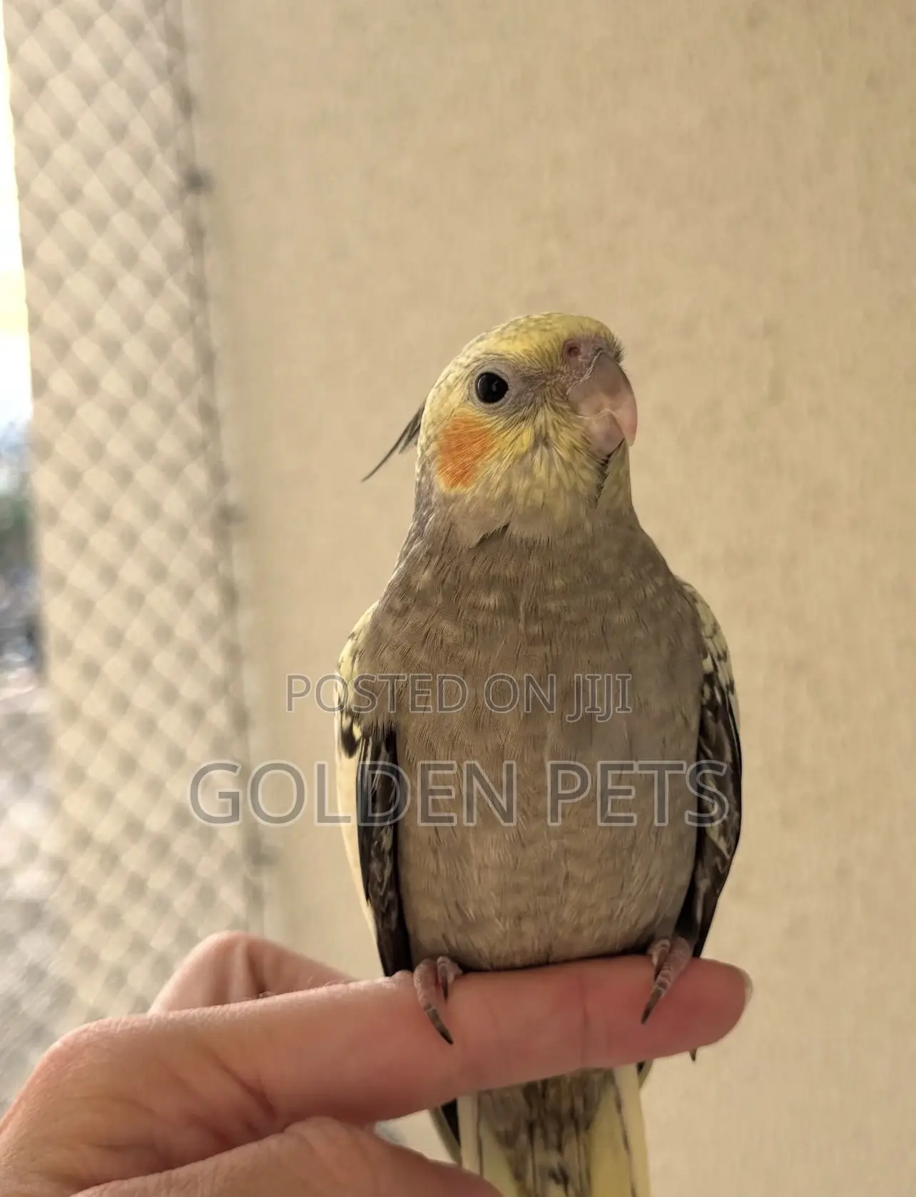 Cockatiels Parrots