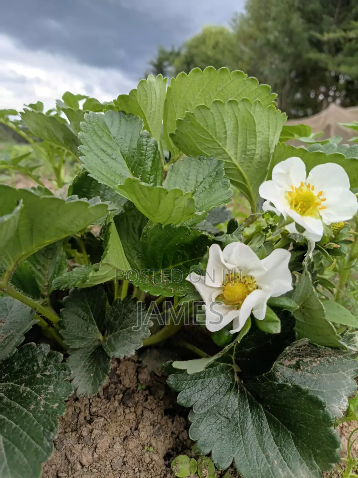 Strawberry Seedlings (Chandler)