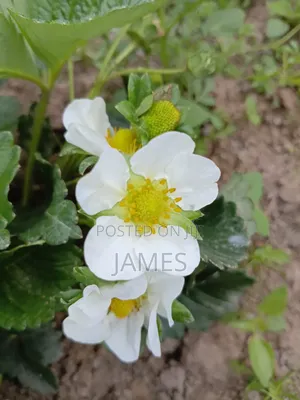 Strawberry Seedlings (Chandler)