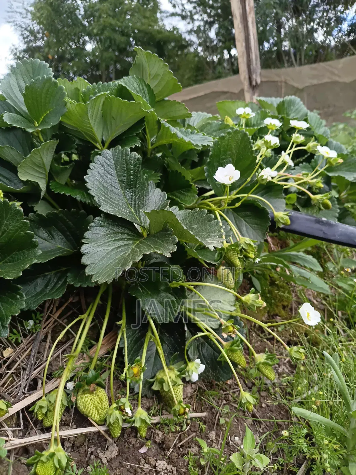 Strawberry Seedlings (Chandler)