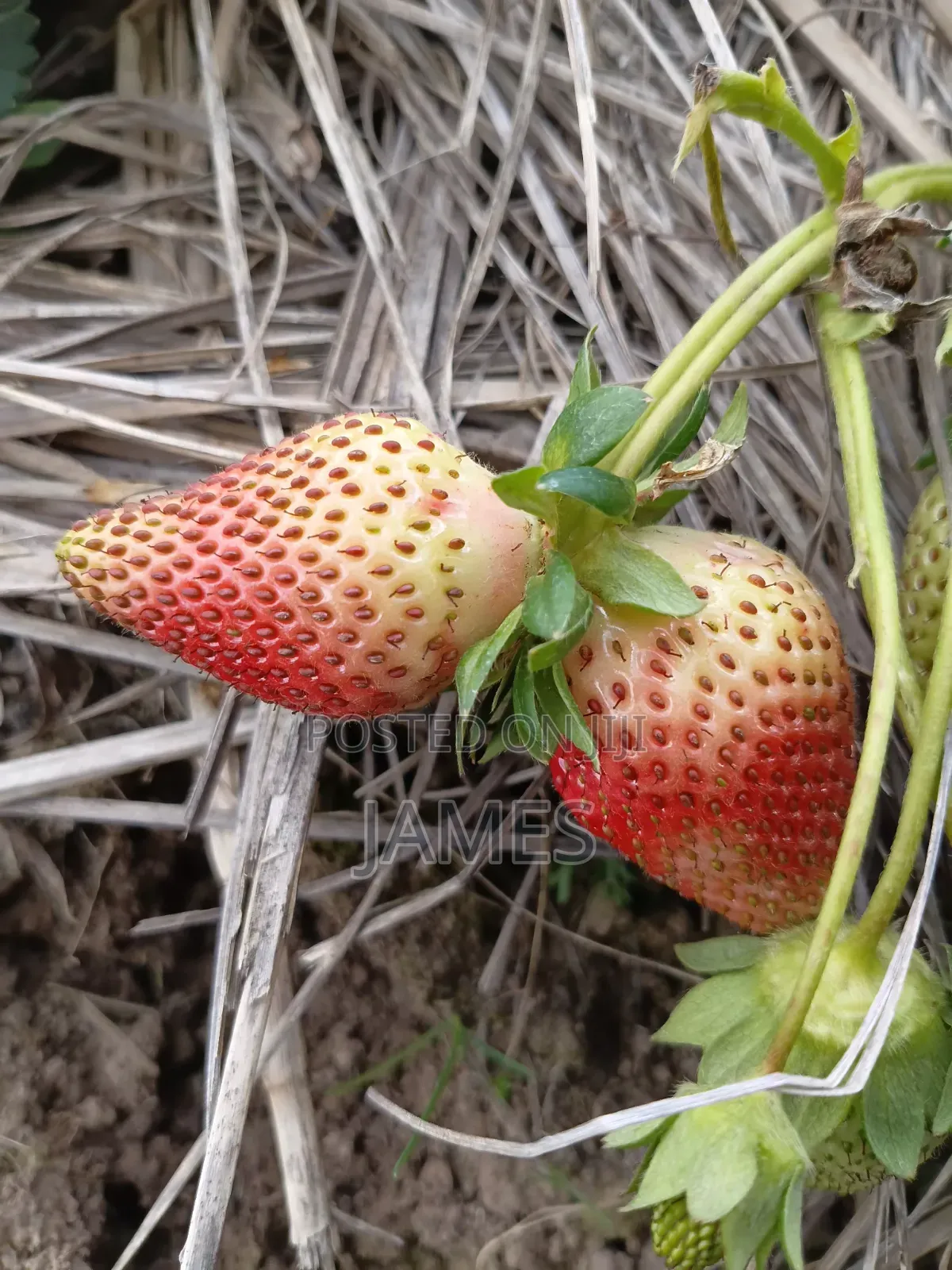 Strawberry Seedlings (Chandler)