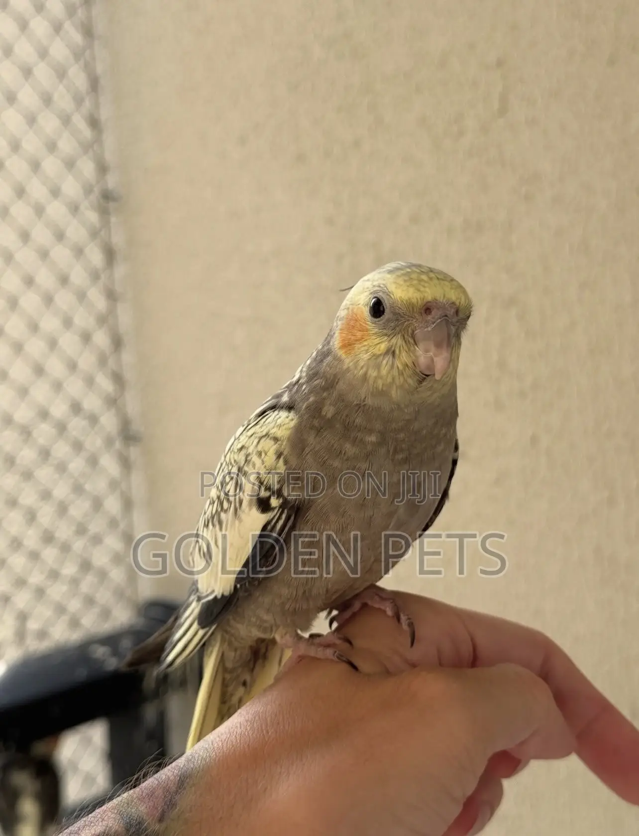 Cockatiels Parrots