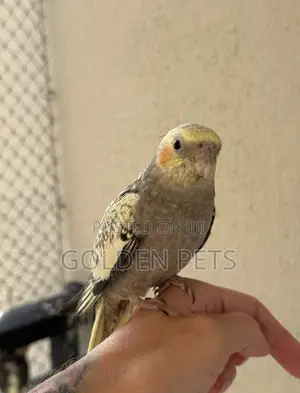 Cockatiels Parrots
