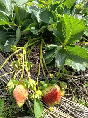 Strawberry Seedlings (Chandler)