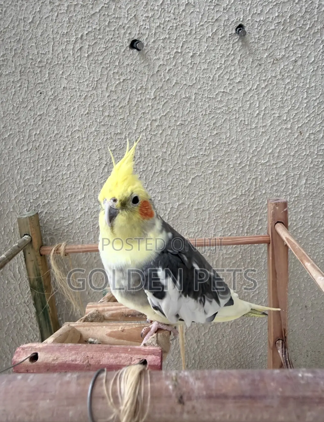 Cockatiels Male