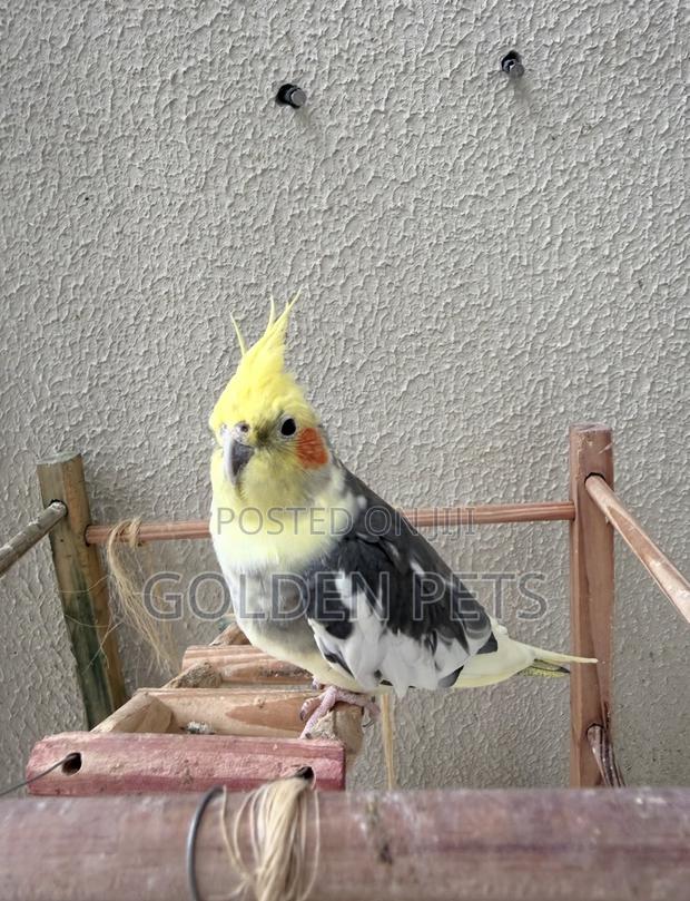 Cockatiels Male - main view