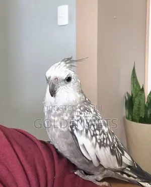 Cockatiels Male