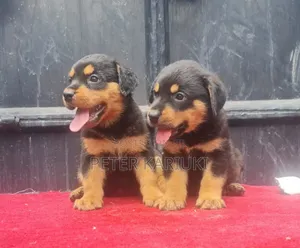 1-3 months Male Purebred Rottweiler