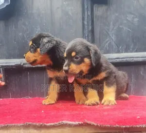 1-3 months Male Purebred Rottweiler
