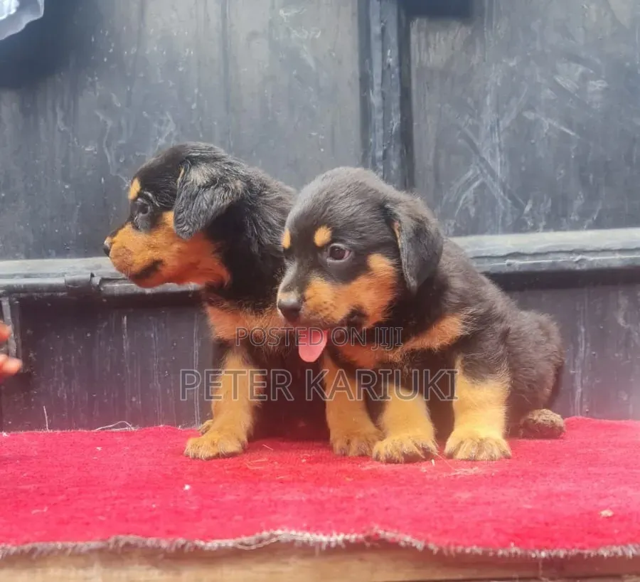 1-3 months Male Purebred Rottweiler