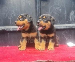 1-3 months Male Purebred Rottweiler
