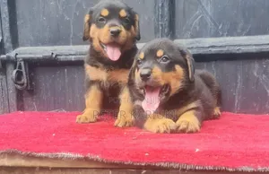 1-3 months Male Purebred Rottweiler