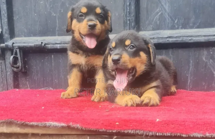 1-3 months Male Purebred Rottweiler