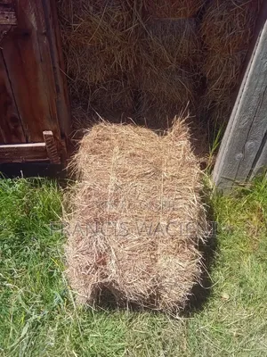 Boma Rhodes Hay for Sale