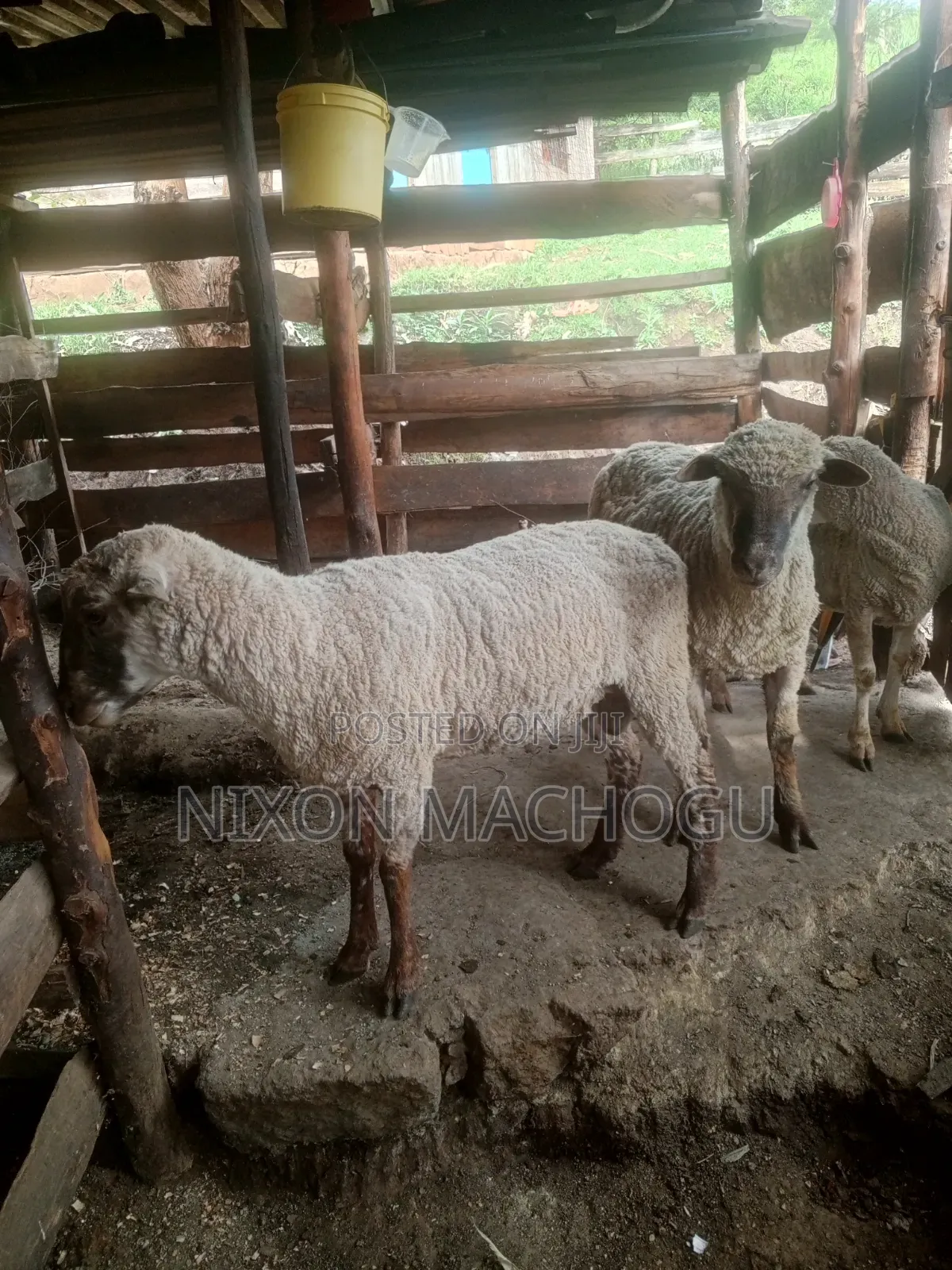 Ram Sheep Available