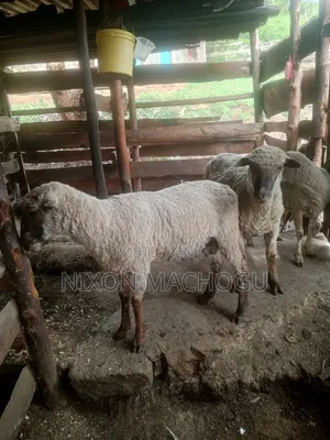 Ram Sheep Available