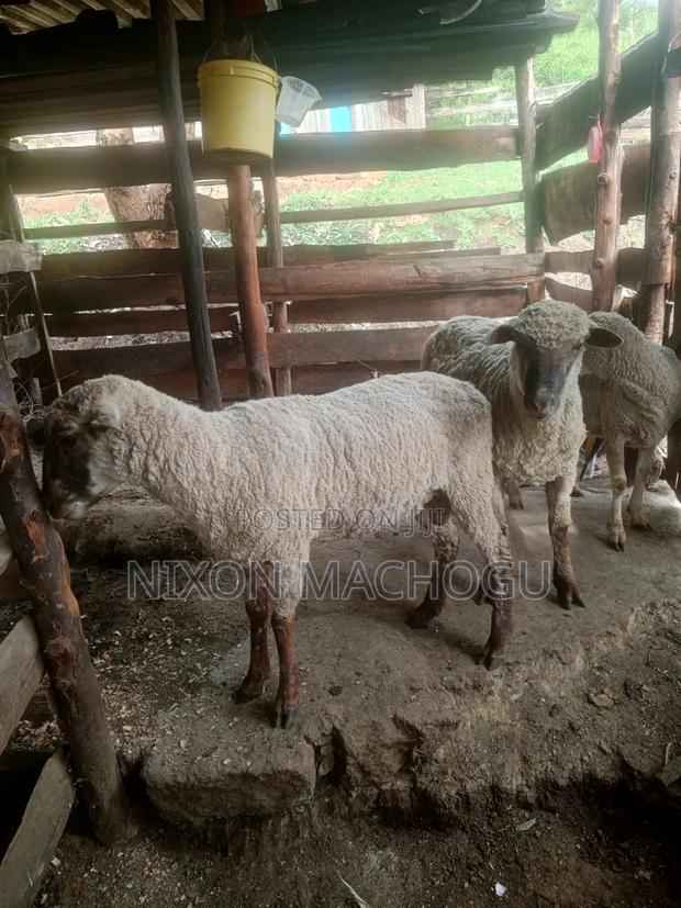 Ram Sheep Available - main view