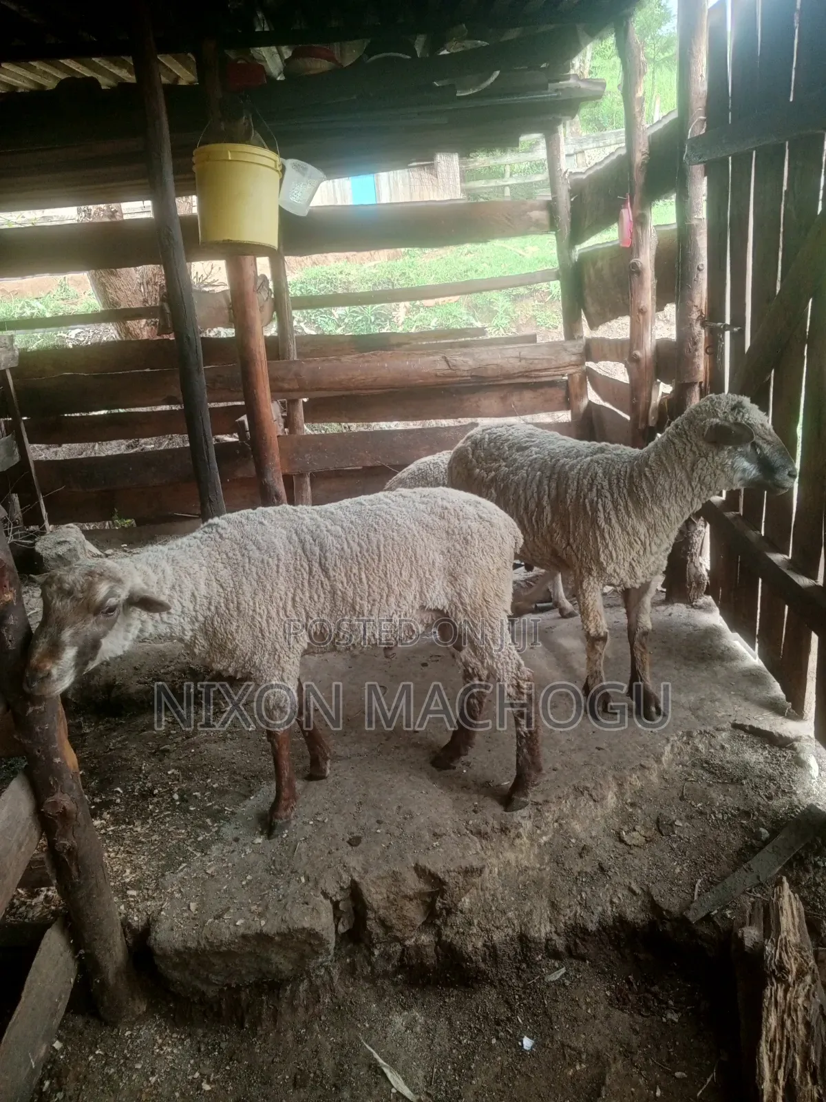 Ram Sheep Available