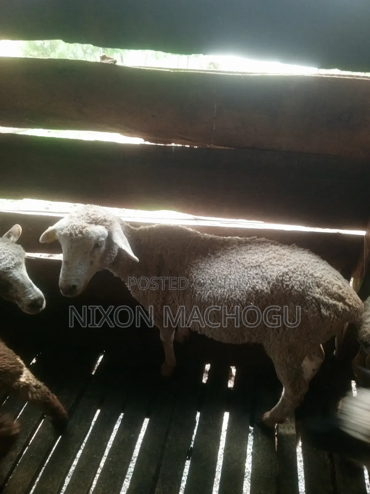 Ram Sheep Available