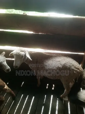 Ram Sheep Available