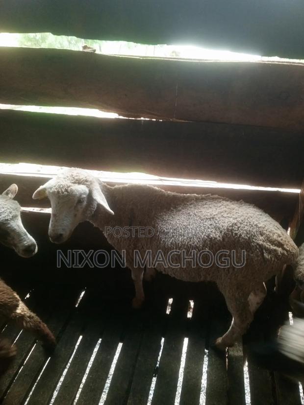 Ram Sheep Available - thumbnail 3