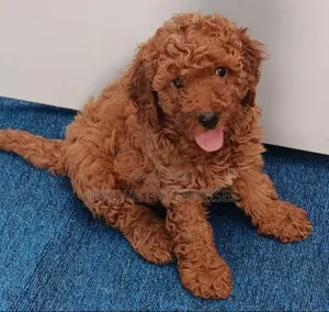 1-3 months Female Purebred Poodle