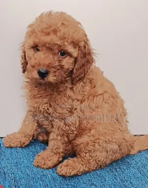 1-3 months Male Purebred Poodle