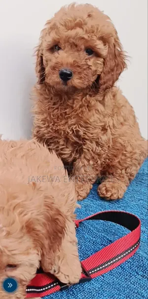 1-3 months Female Purebred Poodle