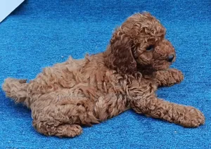 1-3 months Female Purebred Poodle