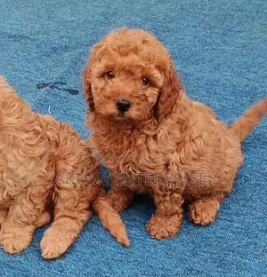 1-3 months Male Purebred Poodle