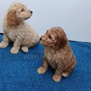 1-3 months Male Purebred Poodle