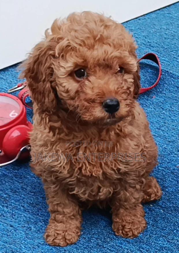 1-3 months Male Purebred Poodle
