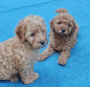 1-3 months Female Purebred Poodle