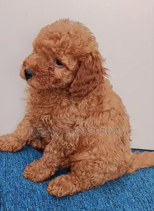 1-3 months Male Purebred Poodle