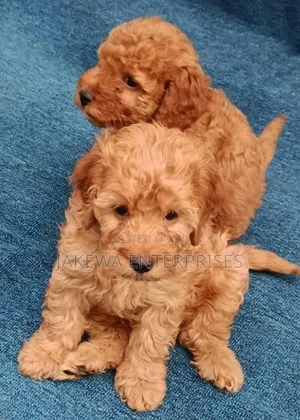 1-3 months Male Purebred Poodle