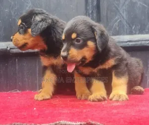 1-3 months Female Purebred Rottweiler