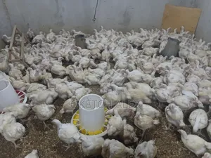 Broilers Ready for Slaughter